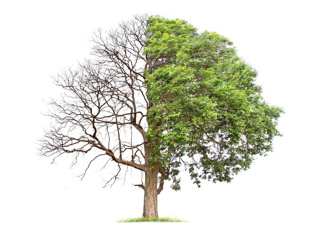 Old and Young Age of Transformation
